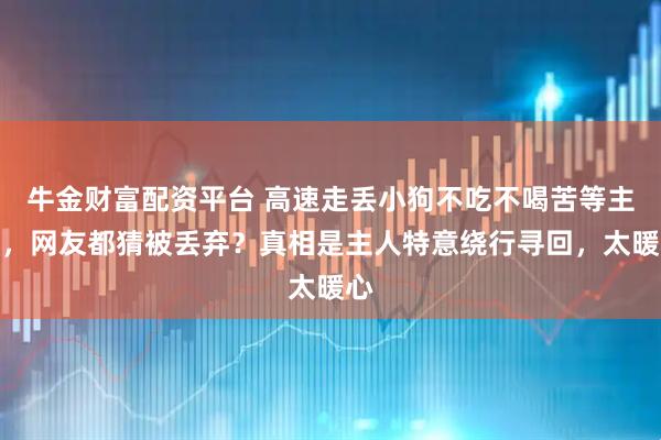 牛金财富配资平台 高速走丢小狗不吃不喝苦等主人，网友都猜被丢弃？真相是主人特意绕行寻回，太暖心
